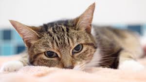 It affects a cat's nervous do indoor cats need vaccinations? Vaccinating Your Cat Or Kitten Rspca