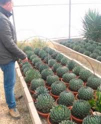 About once in a lifetime. Sale Agave Victoriae Online Space Garden Nursery Online