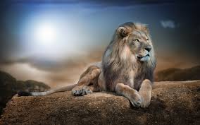 Find lion pictures and lion photos on lion wallpapers. Lion Wallpapers Top Free Lion Backgrounds Wallpaperaccess