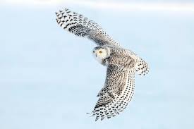 27 july 1997) was harry potter's pet snowy owl. Did Harry Potter Create A Demand For Pet Owls In The Uk