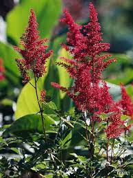 The Best Low Maintenance Perennials For The Northeast Perennials Shade Plants Colorful Garden