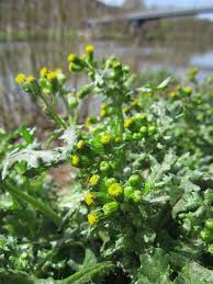 Image result for Senecio ruwenzoriensis