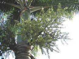 Image result for Wodyetia