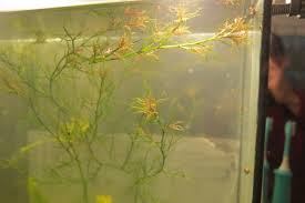 Image result for Najas horrida