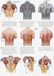 Check spelling or type a new query. Anatomy Man Body Anatomytutorial Anatomy Tutorial Muscle Human Anatomy Drawing Anatomy Reference Anatomy Drawing