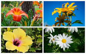 Plant these ten annual flowers in areas with direct sunlight. 10 Perennial Flowers For Sunny Areas In Your Garden Garden Lovers Club