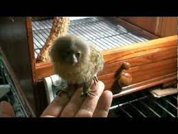 pygmy marmoset bubbles ピグミーマーモセット youtube ピグミーマーモセット 可愛すぎる動物 動物