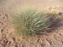 Image result for Orthanthera