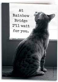 Allen and ivy dodd 20. It S Not A Picture Of Him But Rest In Peace My Beloved Konrad Socke 07 07 2016 Pet Grief Cat Loss Cats
