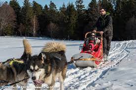 La béringuia est une course de chiens de traîneaux peu banale. Reve De Nord Hiver Complet Chiens De Traineau Toute L Annee