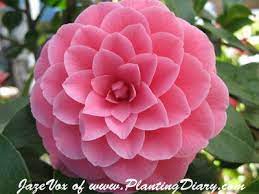 Camellias I Want Flowers Like This In My Home Most Beautiful Flowers Flowers Flowers Perennials