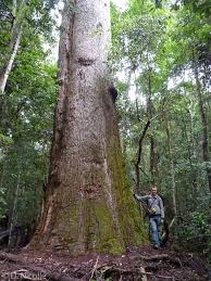 Image result for Eucalyptus cloeziana