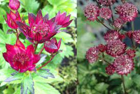 Astrantia major 'star of fire'ppaf plant propagation prohibited. Astrantia Major Star Of Fire Stonepocket Know What You Grow