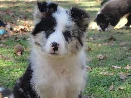Akc Border Collie Puppies For Sale In Harrah Oklahoma Classified Americanlisted Com