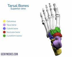 Tarsal Bones Of The Foot Superior View Basic Anatomy And Physiology Human Anatomy And Physiology Anatomy Bones