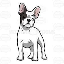 Black And White Bulldog Cartoon White French Bulldog Puppy With A Patch Of Grey Over Its Right Eye French Bulldog Drawing French Bulldog Art White French Bulldog Puppies