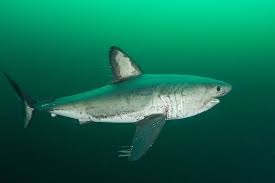 Image result for Shark
