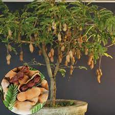 The tamarind tree (tamarindus indica) was introduced to barbados in the mid seventeenth (17th) century but is native to the african savannah zone. 10pcs Tamarind Seeds Bonsai Tree Seeds Home Garden Plant Fruit Seed Plant Indian Unbranded Plants Small Vegetable Gardens Growing Fruit Trees