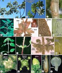 Image result for Moraceae