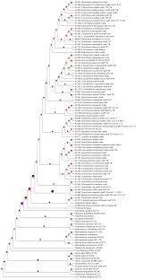 Image result for Psilotrichum sericeum