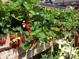 Although it's quite big, it can't carry so many strawberry plants at once. Urban Garden Project How To Grow Strawberries Vertically Serena Lee