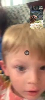 Groundhog removal and chicken behavior