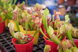 Home » articole » plante carnivore. Plante Carnivore Comment Entretenir Le Sarracenia