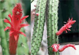 I have had this cactus for a while now (about 4 or 5 years) and recently noticed browning near the base. Home Grown