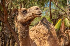 The camelids, as a family, include the new world camelids: Our Broome Camels Broome Camel Safaris