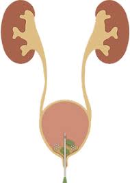 Image result for Bladder Irrigation