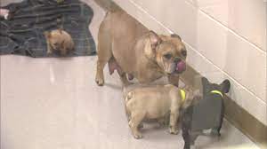 Jack russell terrier dog for adoption near indiana, columbus, usa. 68 Dogs Rescued From Filthy Puppy Mill In Northwest Indiana Abc13 Houston