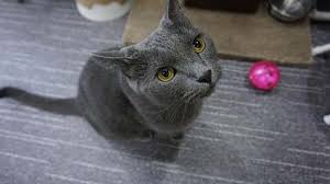 We begin our list of the dogs that don't smell with the poodle. Best Hypoallergenic Cats Cats That Don T Shed Certapet
