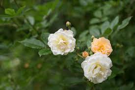 Drying their petals and storing them away. Apricot Yellow And White Flowers Of The Rambling Rose Christine Stock Photo Image Of Background Beautiful 118106372