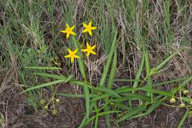 Image result for Stathmostelma fornicatum