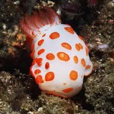 Image result for Gymnosporia gracilipes