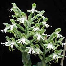 Image result for Bonatea