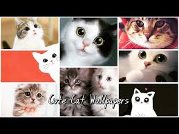 If you're in search of the best cute cat wallpaper, you've come to the right place. Cute Cat Wallpapers Youtube