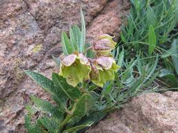 Image result for Pachycarpus concolor