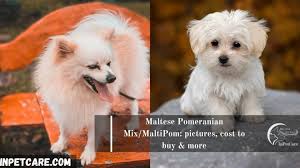 Country of origin the maltipom breed is a mix of the maltese and the pomeranian. Maltese Pomeranian Mix Maltipom Pictures Cost To Buy More