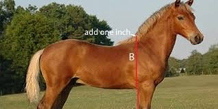 How To Estimate Mature Horse