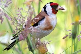 Heimische vögel im eigenen garten oder auf balkon und terrasse zu beobachten, ist sehr beliebt. Vogel Im Garten Nabu