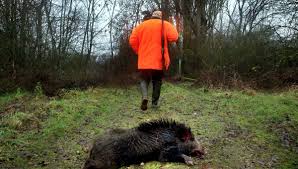 Le sanglier packaging/edition, une des rares entités familiales dans le domaine de l'étui pliant. La Chasse Rouverte Depuis Le 1er Juin Dans L Herault