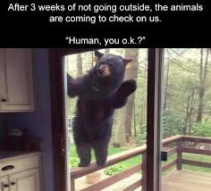 Pin By Mike Sebastian Suarez Lizarazo On Funny Funny Animal Jokes Funny Relatable Memes Stupid Funny Memes