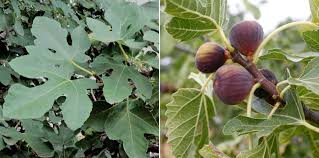 Figuier Ficus Carica Planter Tailler Et Entretenir