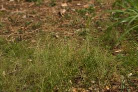 Image result for Sporobolus tenuissimus