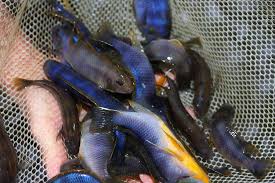 298,966 likes · 64,837 talking about this. å¥‡è'‚å§†å·´é¾çŽ‹é¯›petrotilapia Sp Chitimba Asirfish é˜¿è³œç†±å¸¶é­šç¹æ®–å ´ ç—žå®¢é‚¦