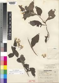 Image result for Vernonia wollastonii