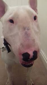 Question On Nose Color Strictly Bull Terriers