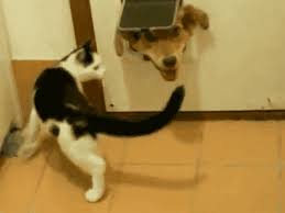 Cats Dog Memes Cat Cuddle Funny Animal Videos