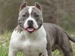 Often short for isabella, the name bella has italian roots and means beautiful. 5. Best Names For American Bully Dogs Over 200 To Choose From